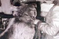 1_ampuette-historic-people-03-misc-01-bear_